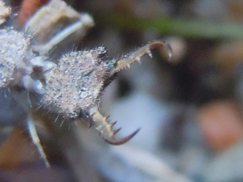 larva di Myrmeleontidae...